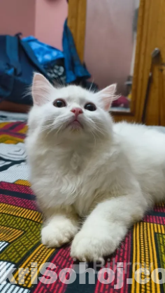 Parsian cat